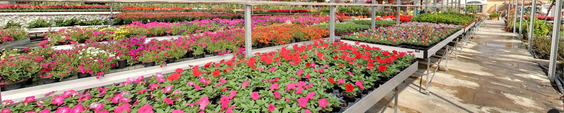 CapturaInvernaFlores2