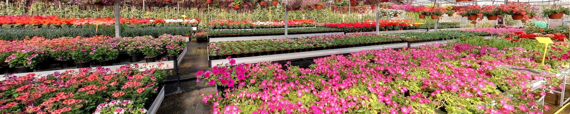 CapturaInvernaFlores3